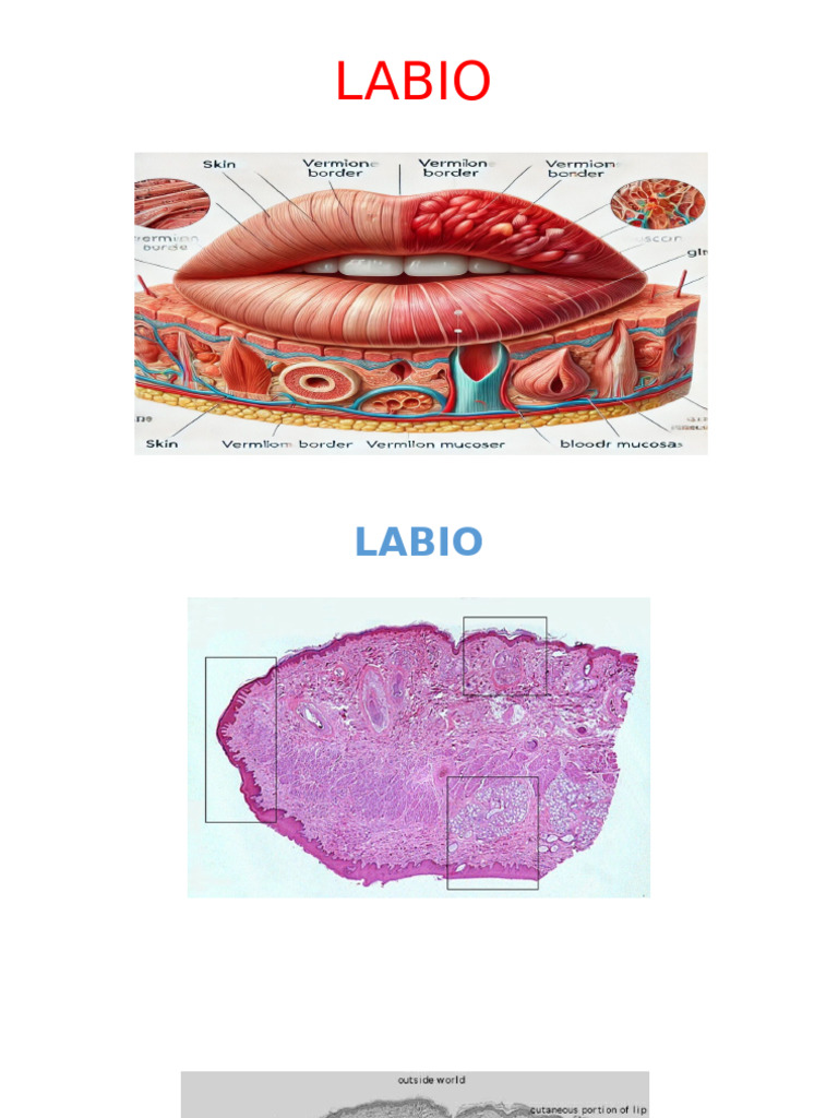 LABIO | PDF