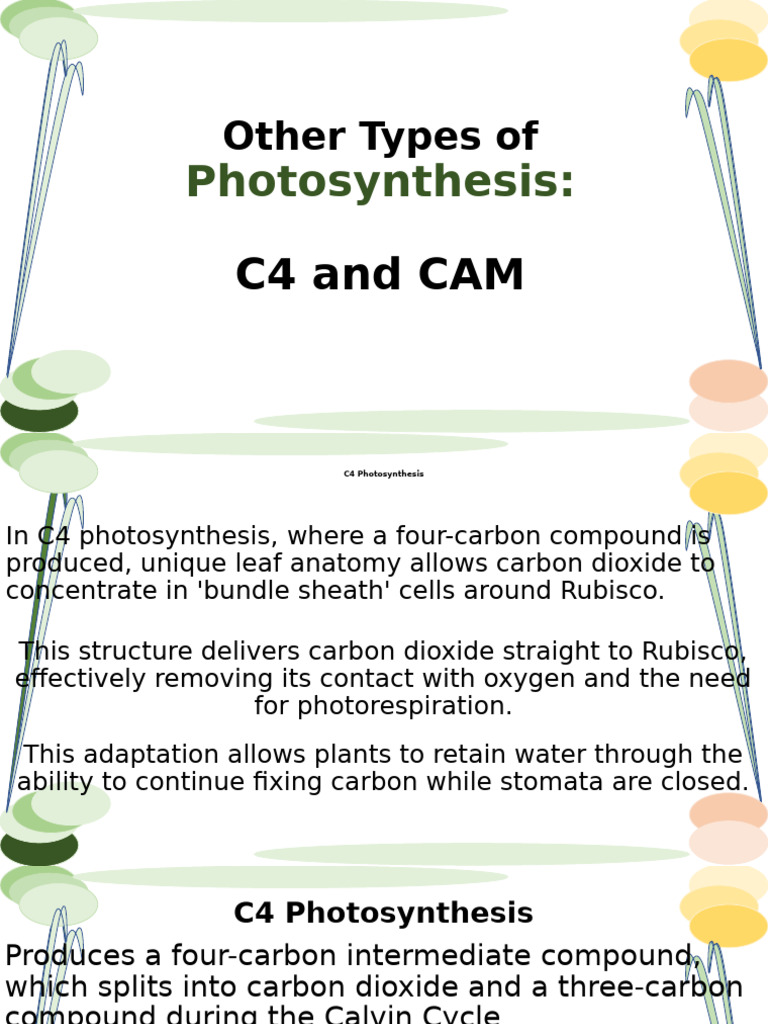 C4 and CAM Photosynthesis Explained | PDF | Photosynthesis | Physiology