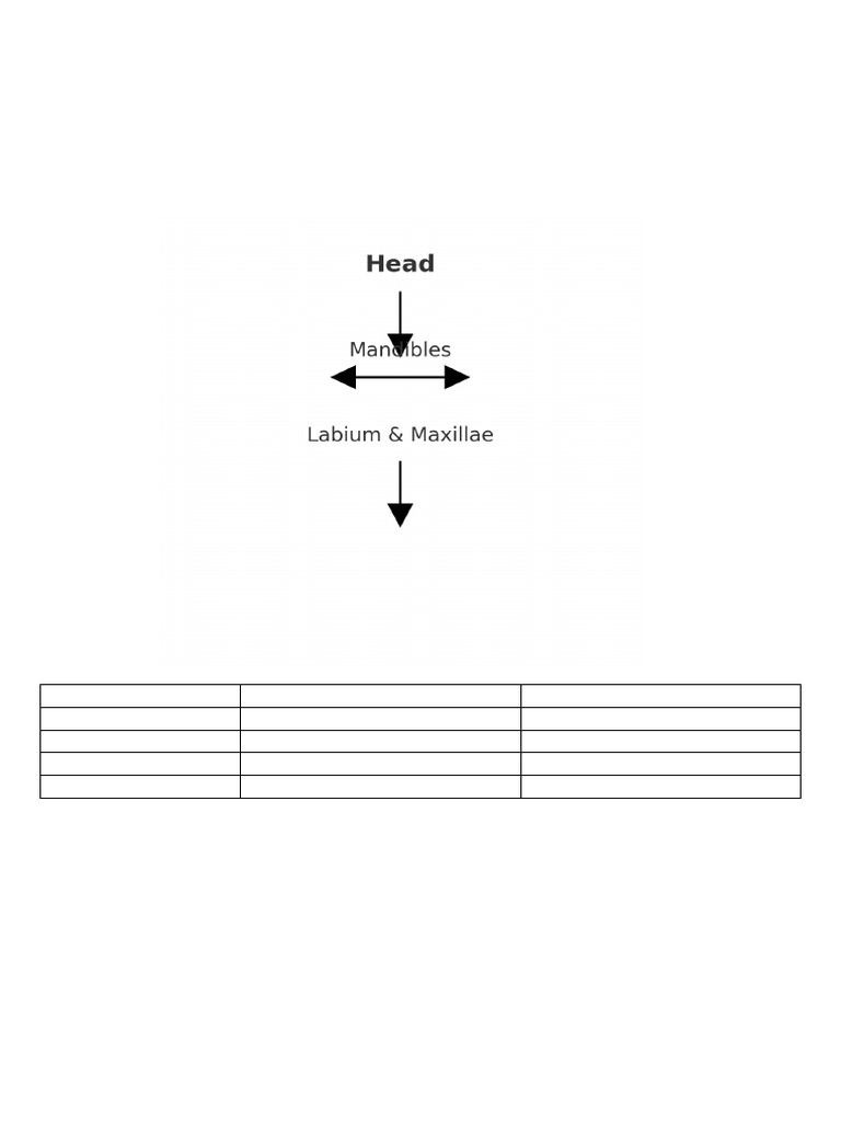 Insect Morphology Complete | PDF | Insects | Arthropodology