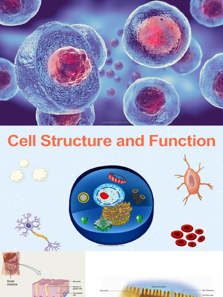Cell Structure and Division Overview | PDF | Mitosis | Cell Cycle