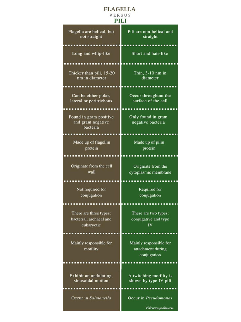 Microbiology Difference Section | PDF