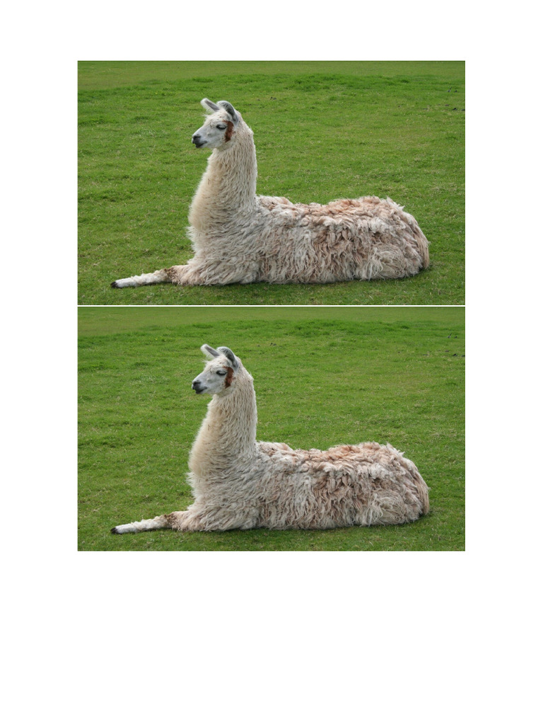 LLAMA | PDF