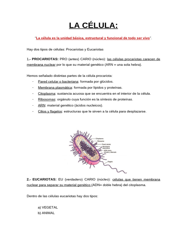 Tipos de Células: Procariotas y Eucariotas | PDF | Biología Celular ...