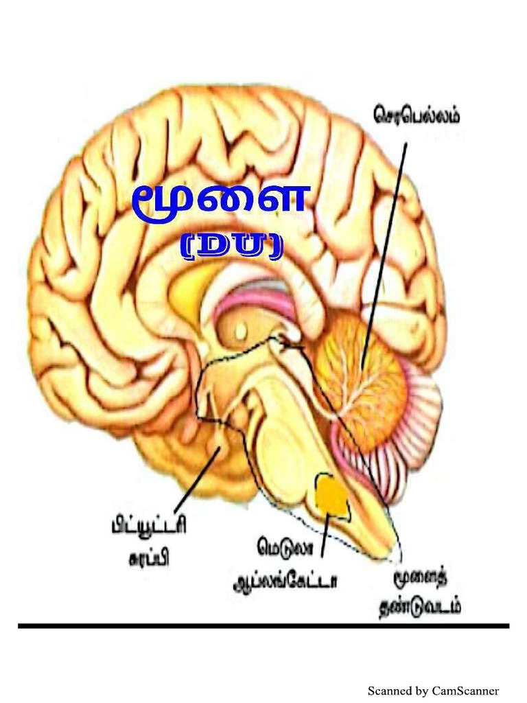 Acupunture Brain Points | PDF
