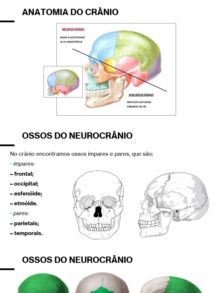 Anatomia e Posicionamento do Crânio | PDF | Crânio | Cabeça e pescoço ...