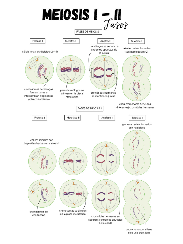 Fases da Meiose I: Explicação Detalhada | PDF
