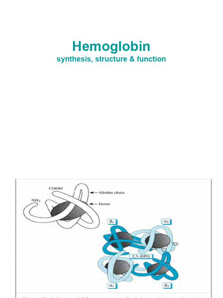 Hemoglobin | PDF | Hemoglobin | Red Blood Cell