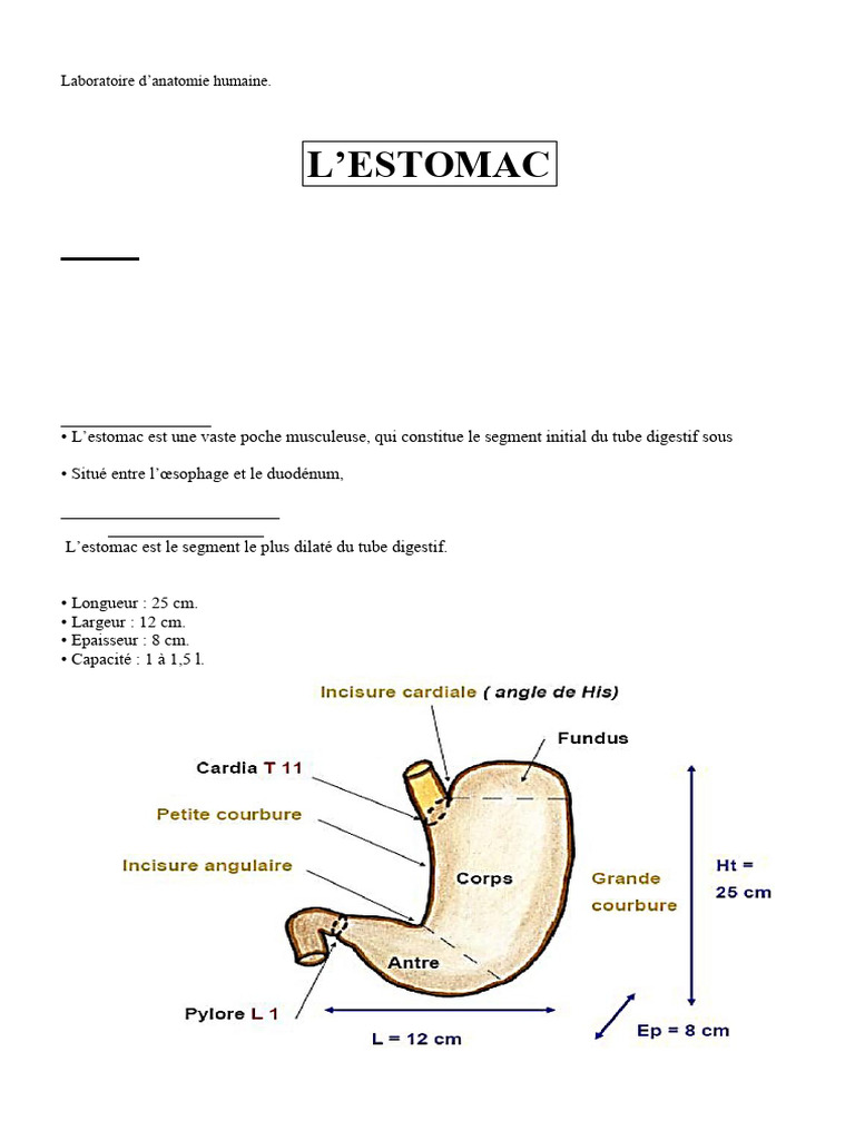 anatomie-de-l-estomac-et-vascularisation-pdf-estomac-p-ritoine