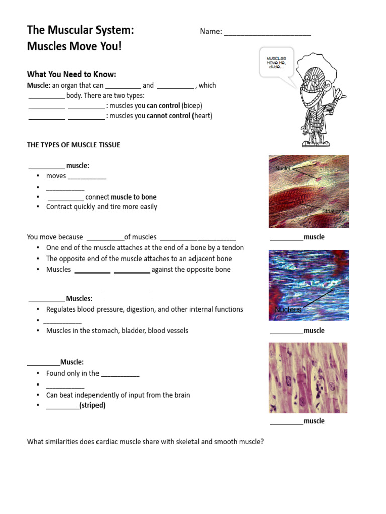 Overview of Muscle Types and Functions | PDF