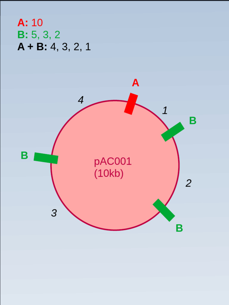 Restriction Mapping | PDF