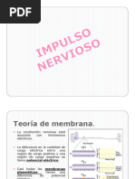 Impulso Nervioso y Sinapsis Explicados | PDF | Potencial de acción ...