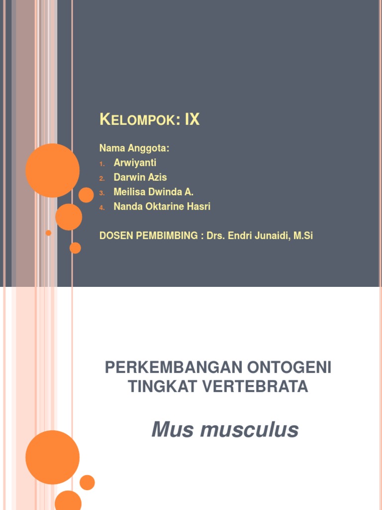  perkembangan  Ontogeni Tingkat Vertebrata  pada  mencit Mus 