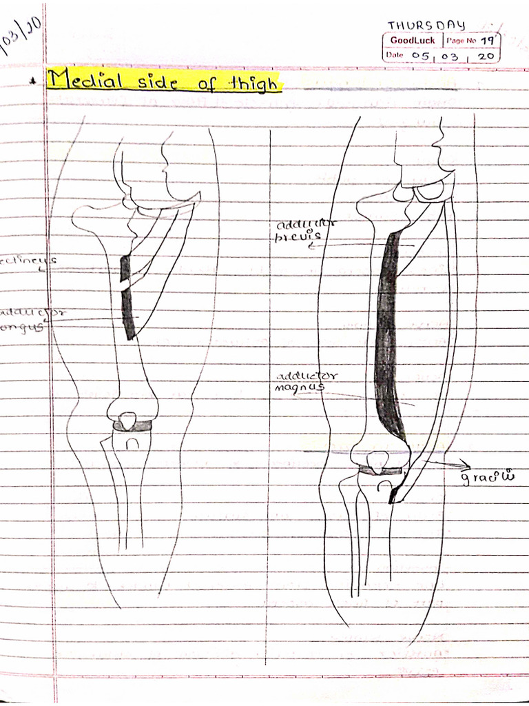 Lower Limb Anatomy Notes | PDF