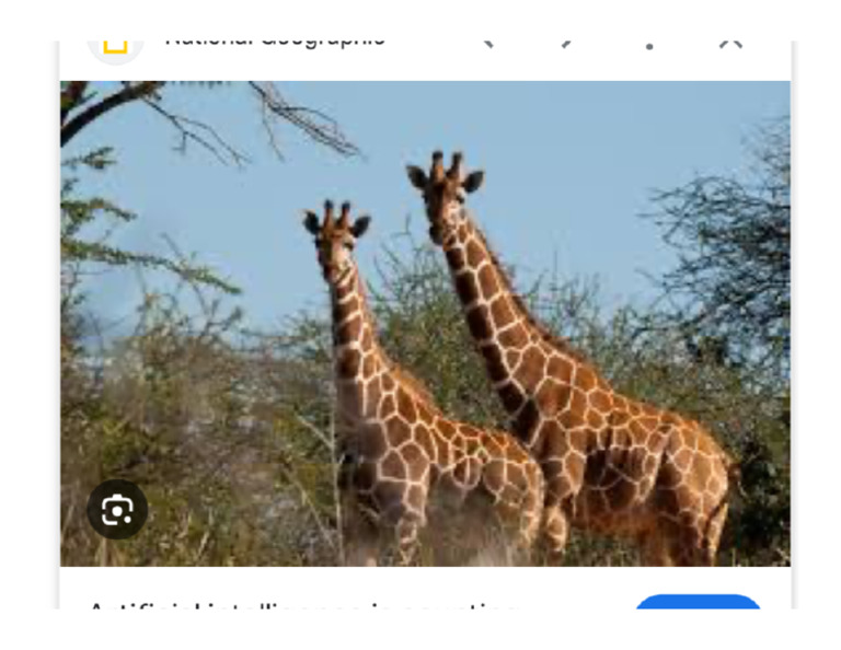Giraffe | PDF