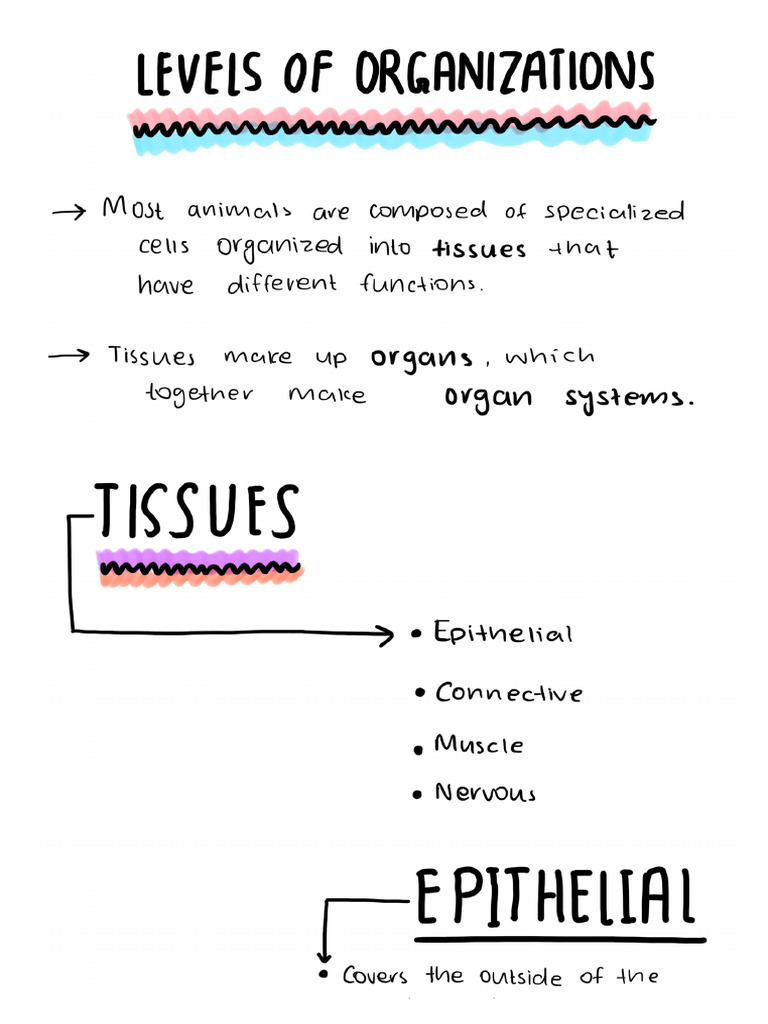 Levels of Organizations | PDF