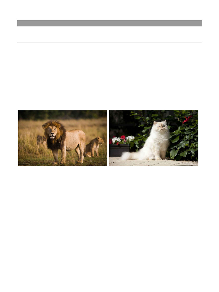 Exploring Animal Variation and Hybrids | PDF | Hybrid (Biology) | Giant ...