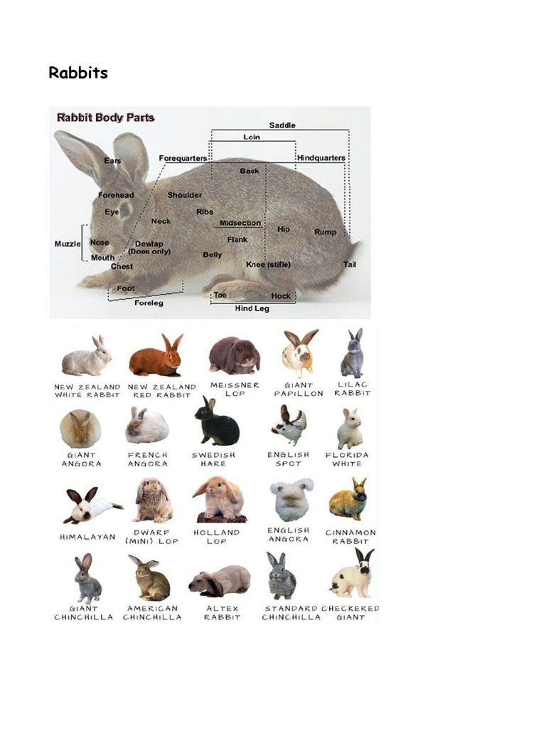Myxomatosis in Rabbits: Overview & Care | PDF