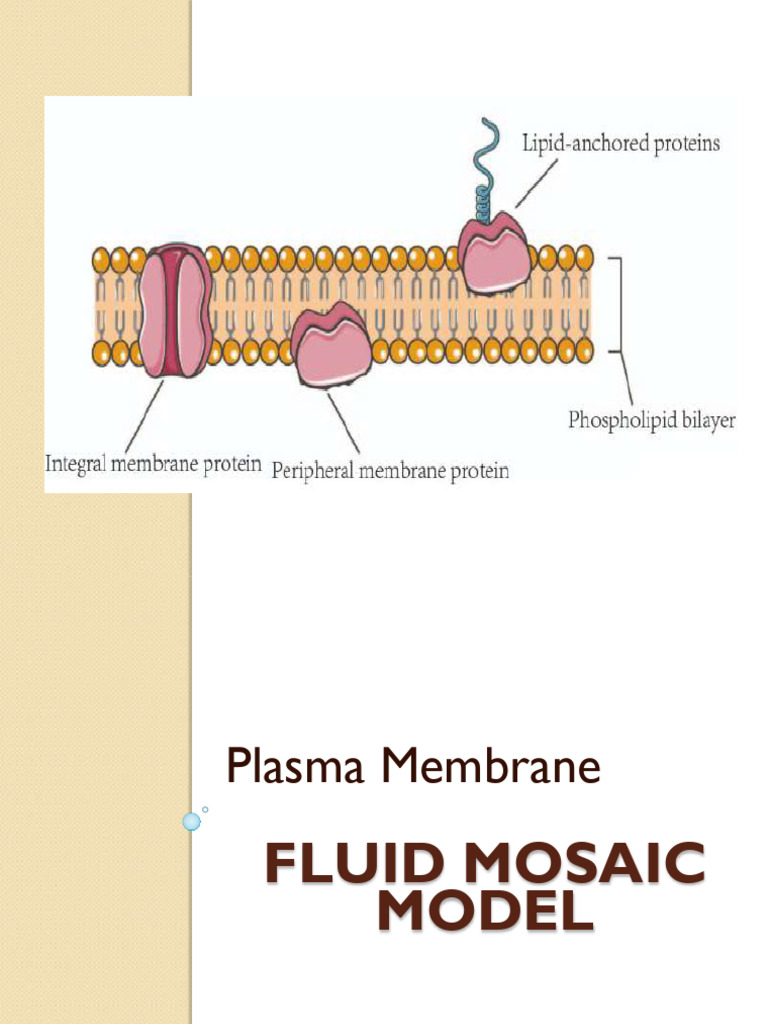 Cell 2 | PDF | Cell Membrane | Phospholipid