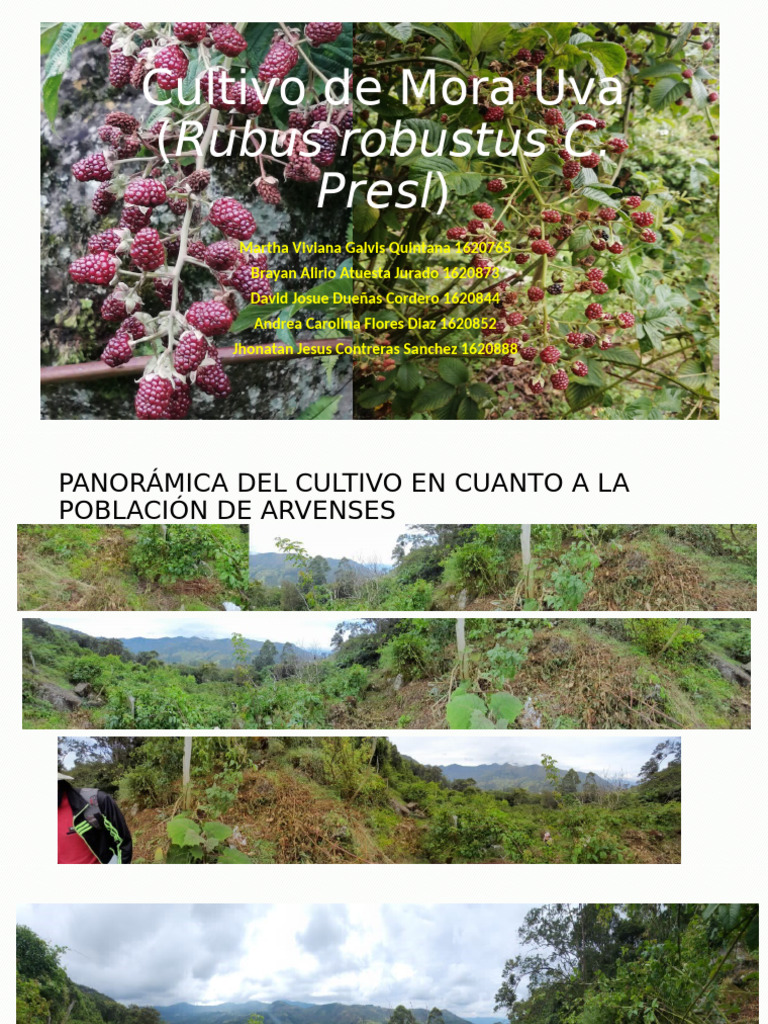 Cultivo de Mora Uva (Rubus robustus) | PDF