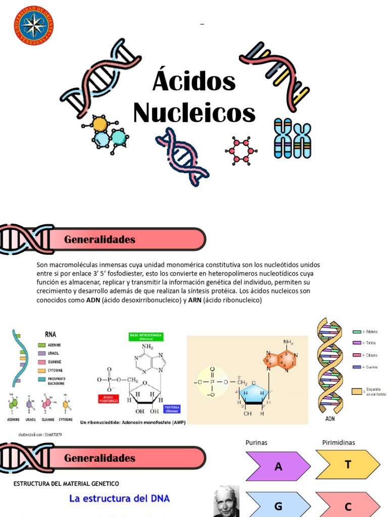 Estructura y Funciones de Ácidos Nucleicos | PDF | Rna | Cromosoma