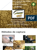 Exposicion Anfibios