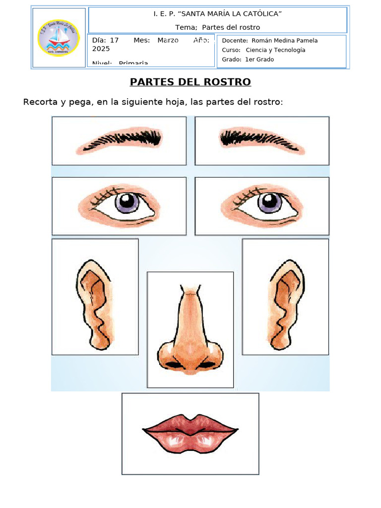 Partes Del Rostro | PDF