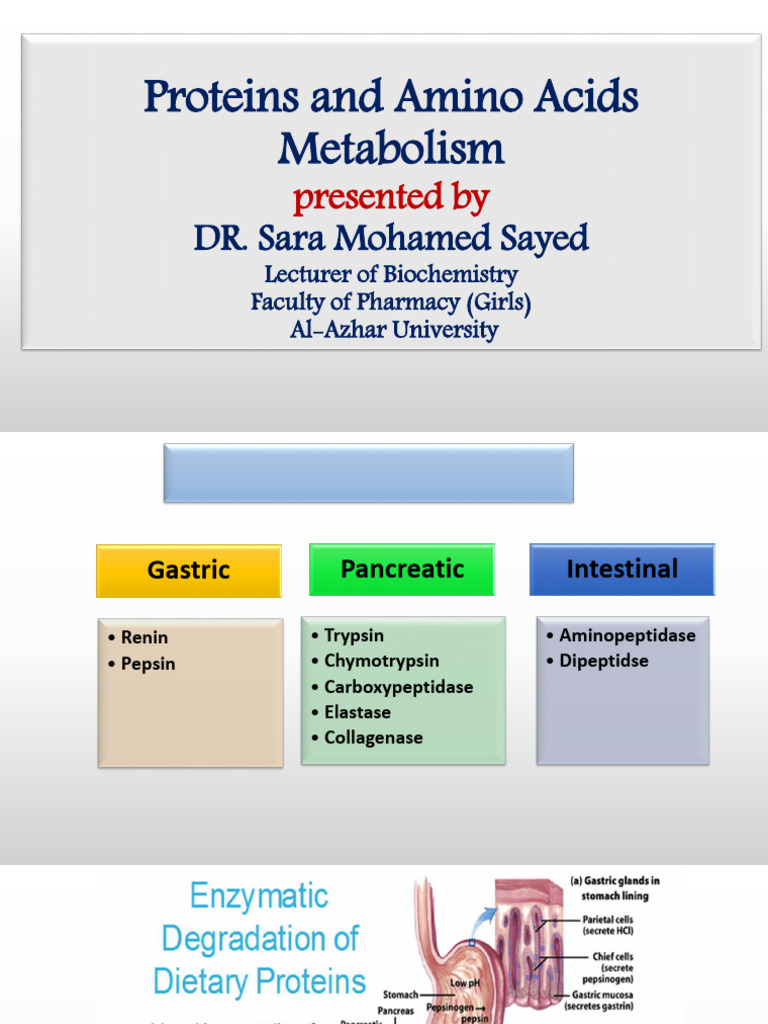 Protein and Amino Acid Metabolism Guide | PDF | Amino Acid | Lysine
