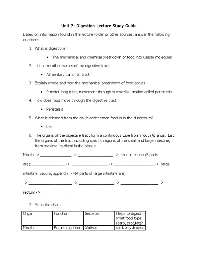 Digestive system essay pdf image