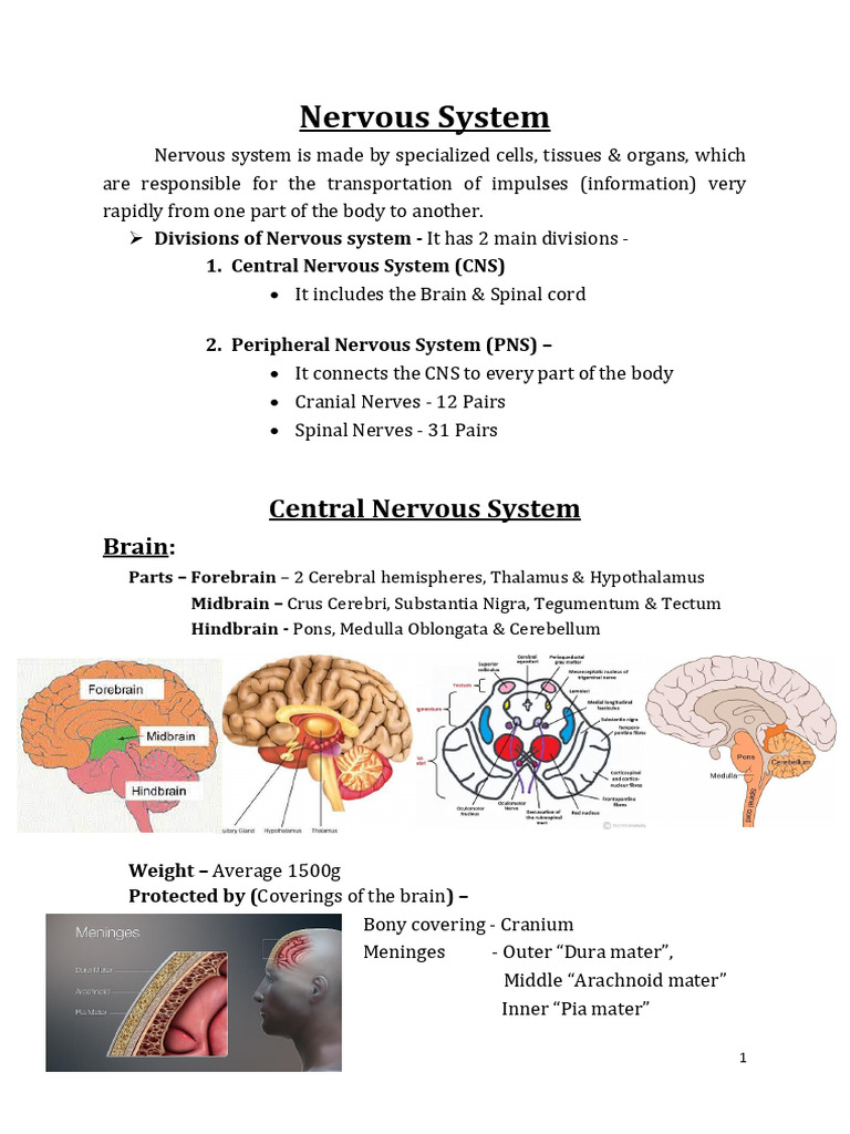 CNS - Nervous System | PDF | Brainstem | Cerebrum