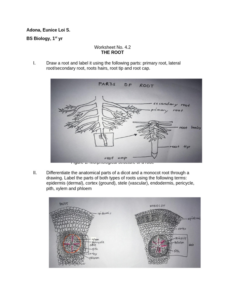 Botany - Module 4.2 - Adona | PDF | Root | Plants