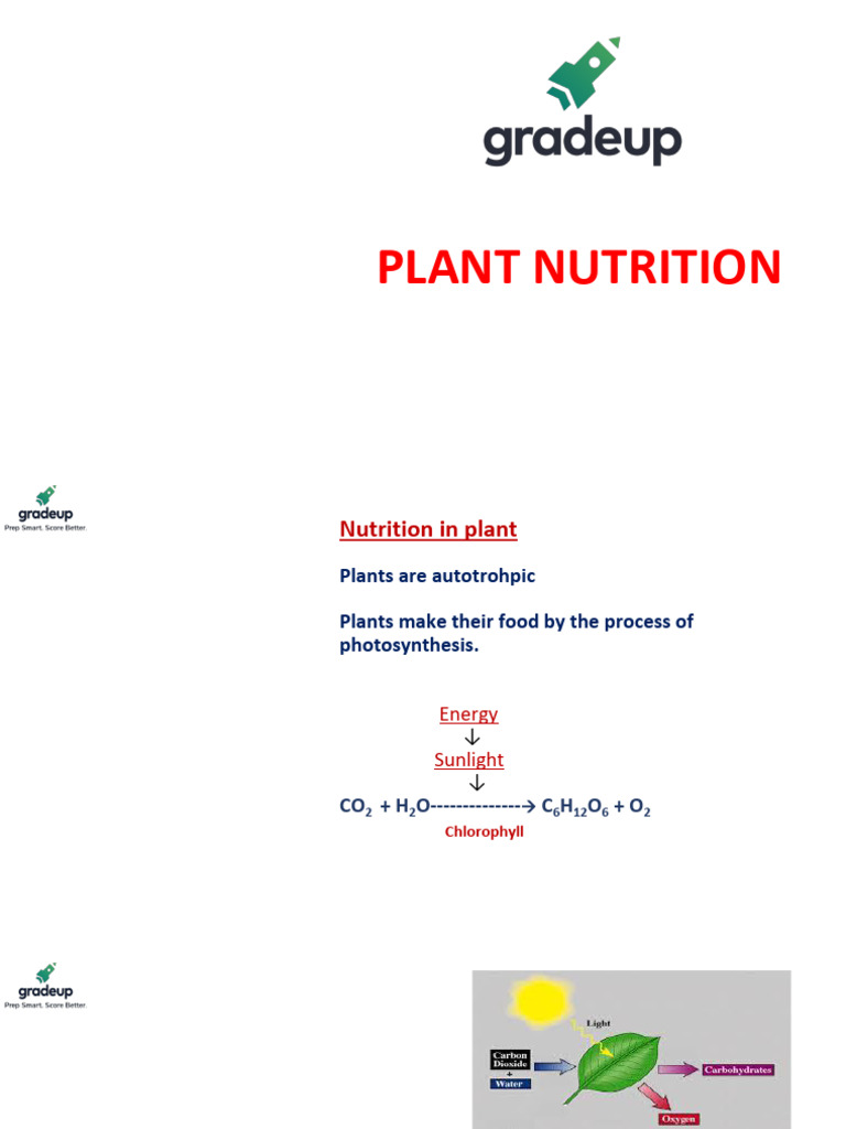 Understanding Plant Nutrition and Photosynthesis | PDF | Photosynthesis ...