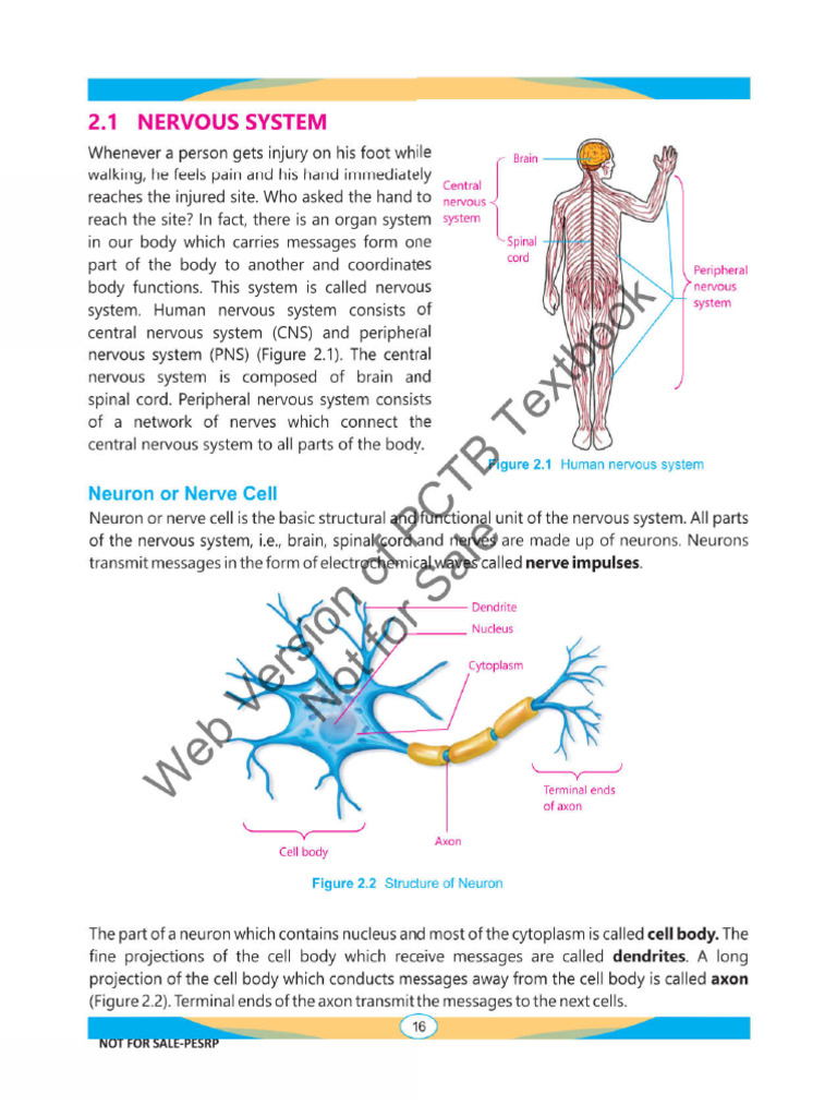 Neurons | PDF