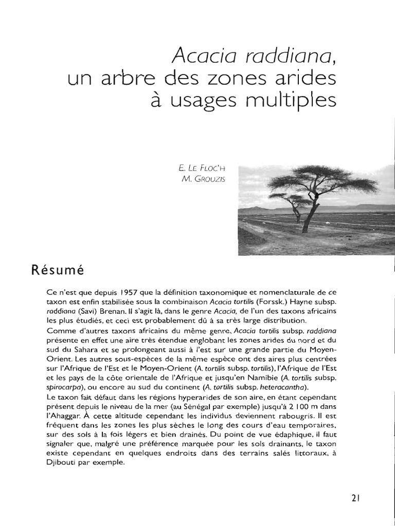 Acacia raddiana : arbre des zones arides | PDF | Sahara | Afrique