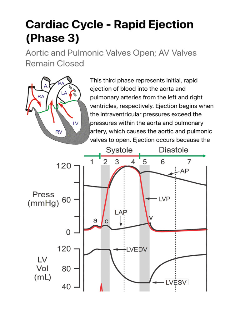 CV Physiology | Cardiac Cycle - Rapid Ejection (Phase 3) | PDF