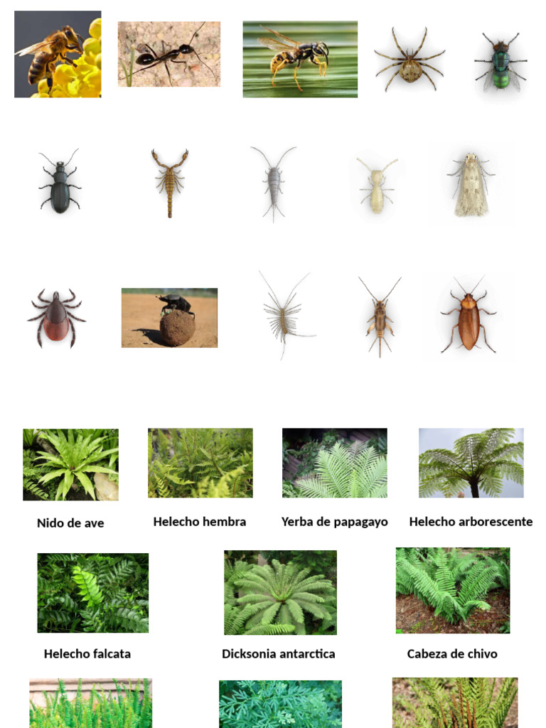 Insectos | PDF