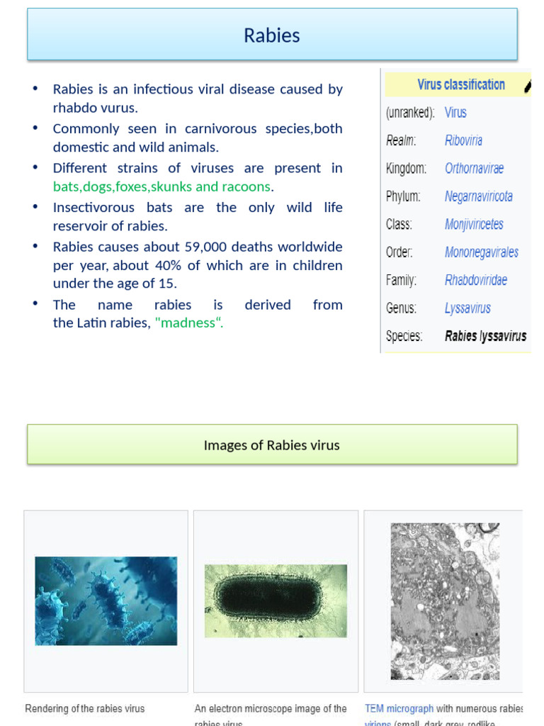 Understanding Rabies: Causes, Symptoms, and Prevention | PDF | Rabies ...