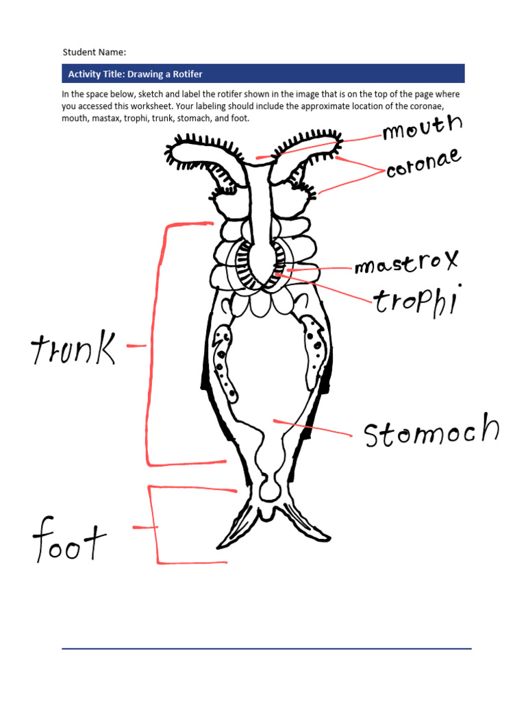 RotiferDiagram Worksheet | PDF