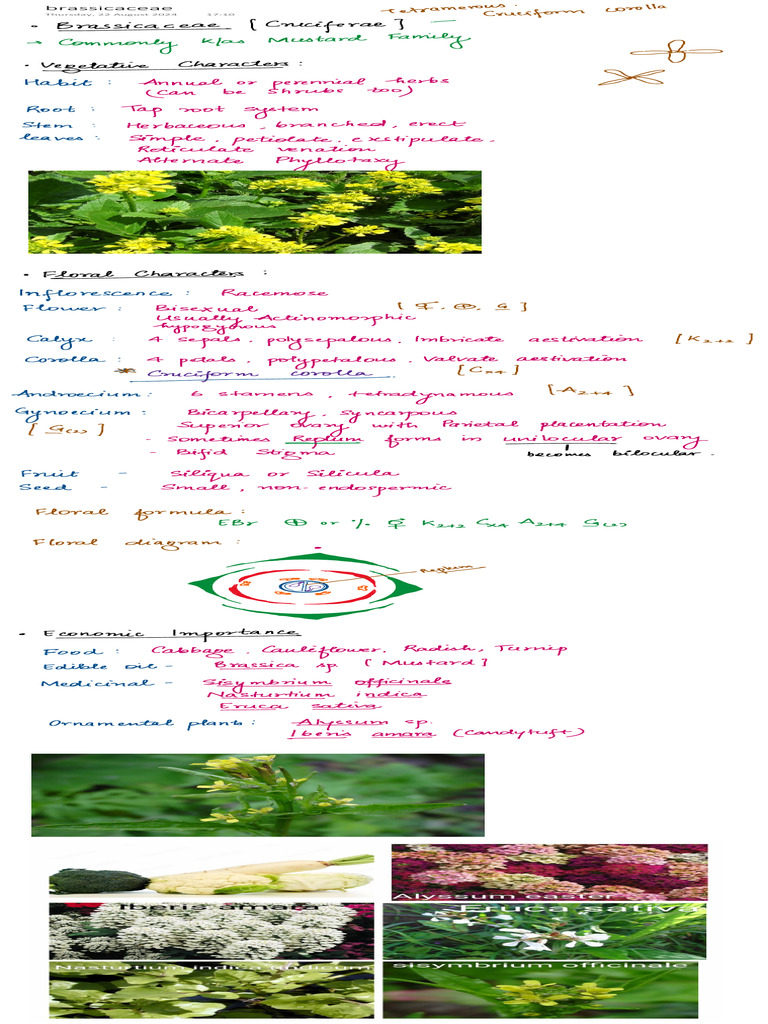 Brassicaceae | PDF