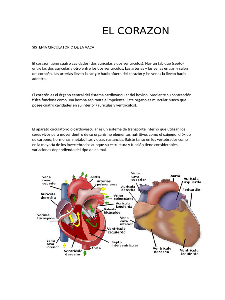 El Corazon | PDF