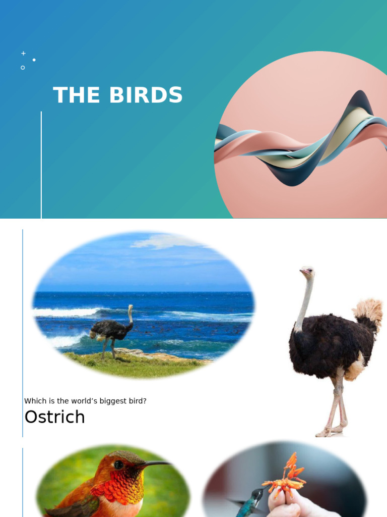 Birds | PDF