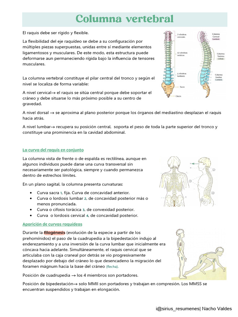 Columna | PDF | La columna vertebral | Vértebra
