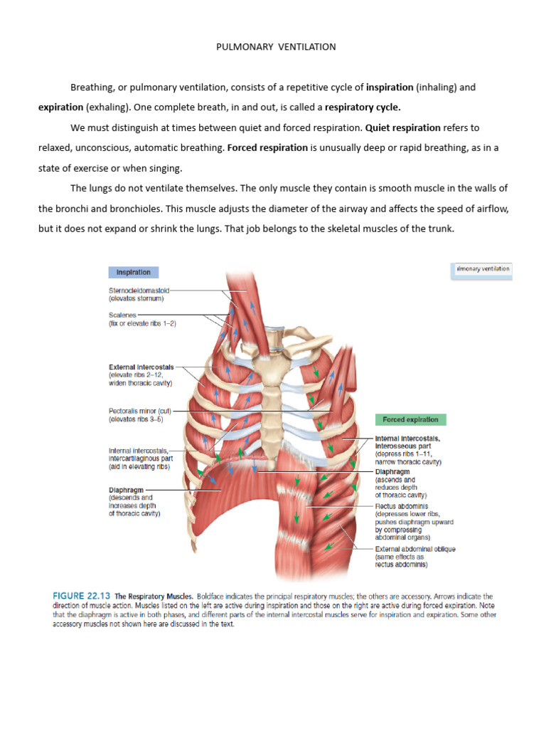 Mechanism of Pulmonary Ventilation | PDF | Respiratory System | Breathing