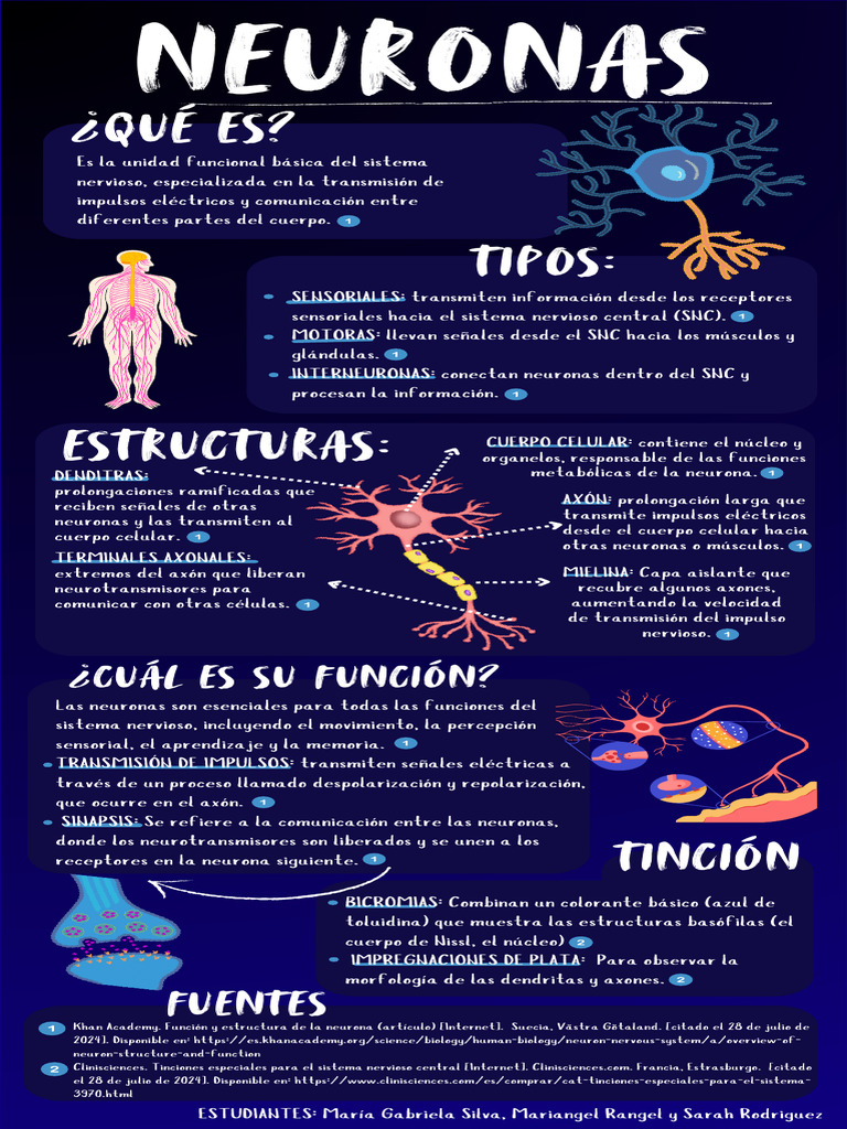 Estructura y función de las neuronas | PDF | Neurona | Sistema nervioso