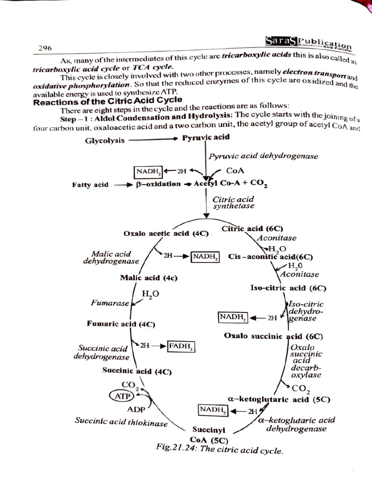 Citric Acid Cycle Overview | PDF | Citric Acid Cycle | Chemistry