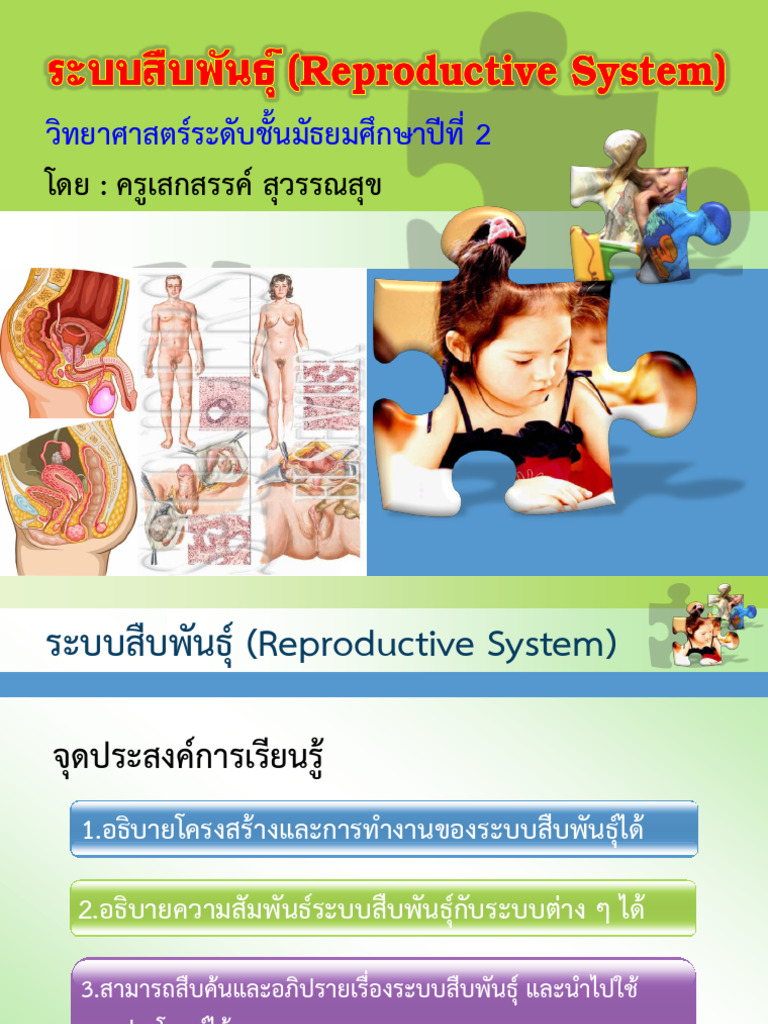 Reproductive System | PDF
