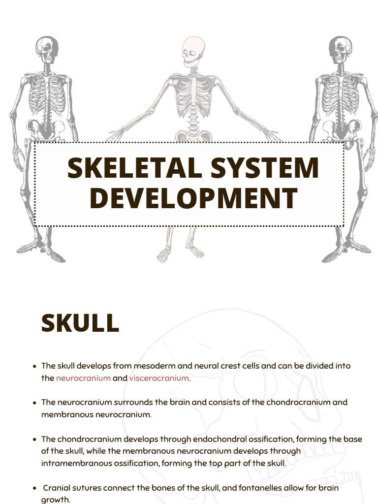 Skeletal System Development Overview | PDF | Bone | Developmental Biology