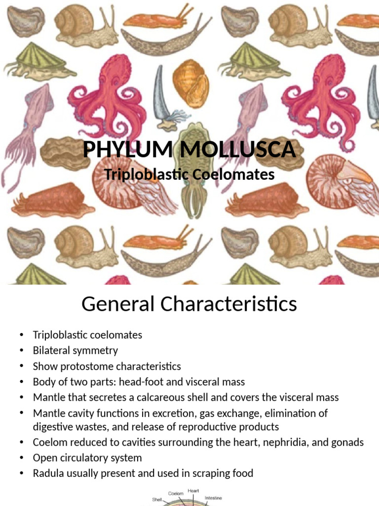 Triploblastic Characteristics of Mollusca | PDF | Mollusca | Bivalvia