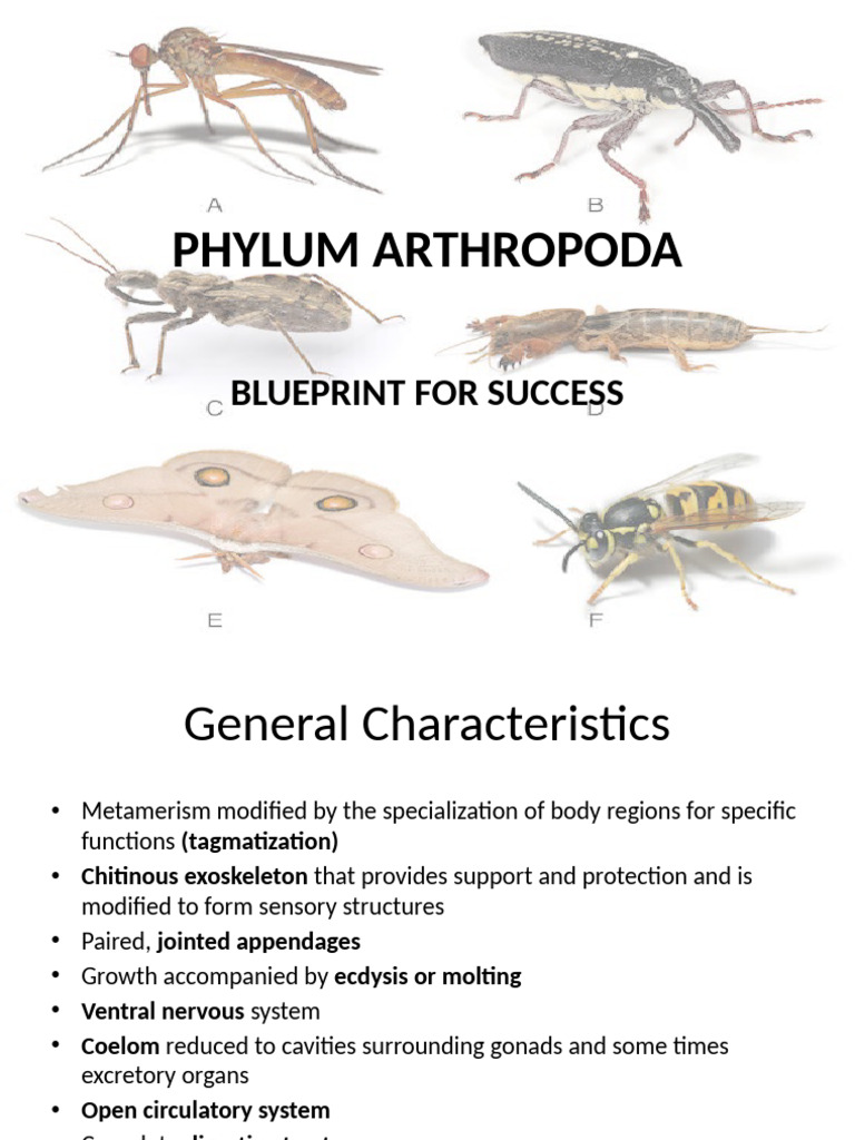 Overview of Phylum Arthropoda | PDF | Pupa | Eusociality