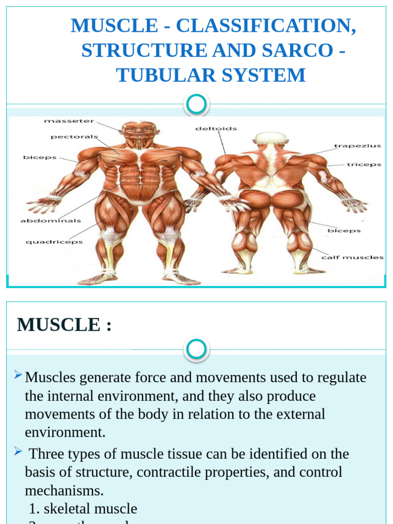 Muscle Types and Structure Explained | PDF | Muscle | Skeletal Muscle
