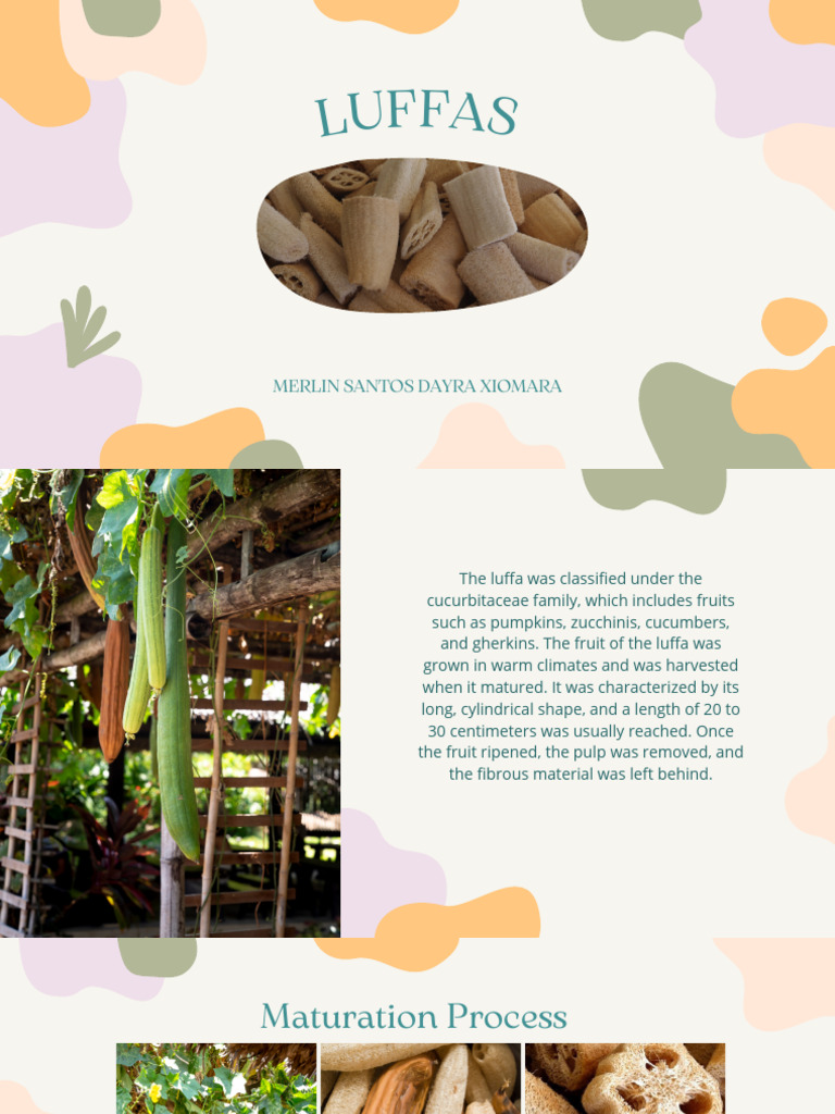 Benefits and Cultivation of Luffa | PDF